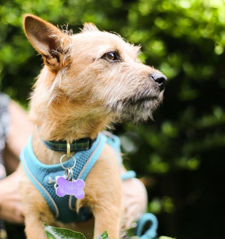 Modern Veterinary Care Rooted in Compassion
