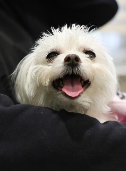 Welcome to Rye Harrison Veterinary Hospital