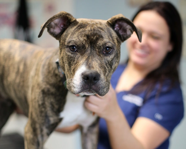 A brindle-coated dog is being gently held by a woman in a blue shirt, focusing on the camera with an alert expression, conveying warmth and care.