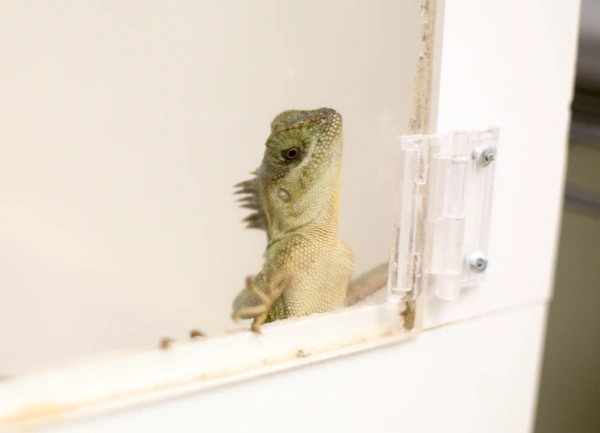 Care for Your Exotic Pet