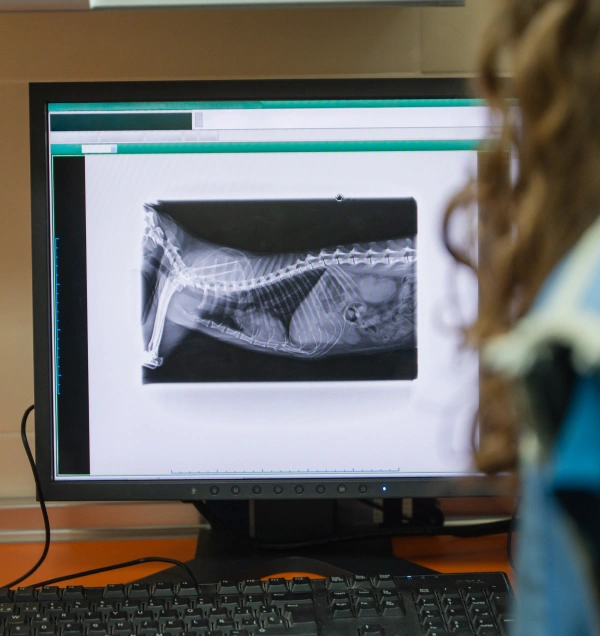 A veterinarian viewing a digital X-ray of a dog's spine and skeletal structure on a computer monitor