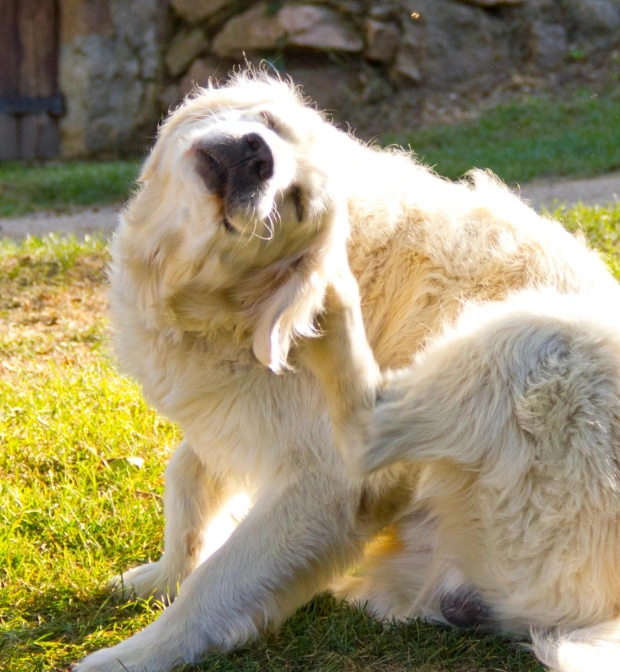 A golden retriever shaking its head while sitting on grass.