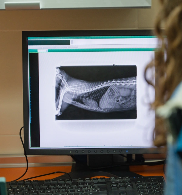 Veterinarian reviewing a digital X-ray image of a small animal on a computer monitor in a veterinary clinic.