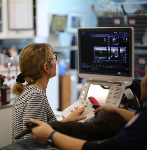 Veterinary team performing an ultrasound examination on a small animal using diagnostic imaging equipment in a clinic.
