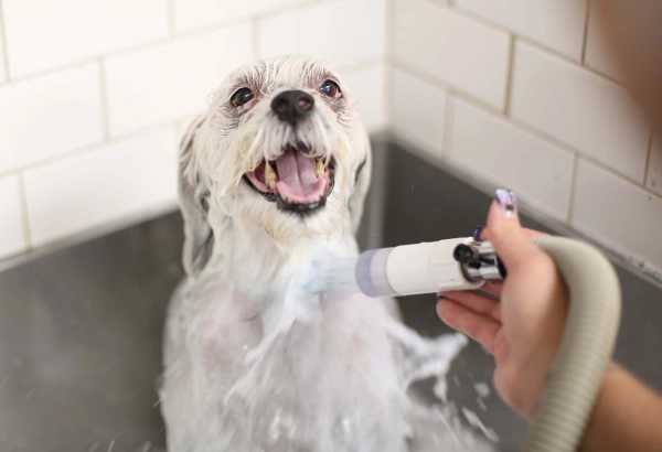 Happy dog being bathed in a sink, with water spraying from a hose. The dog looks content and pleased, surrounded by white tiled walls.