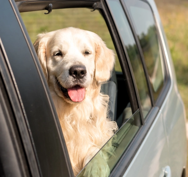 Happy Golden Retriever looking out of a car window, highlighting pet travel preparation and health certificate services for domestic and international travel.