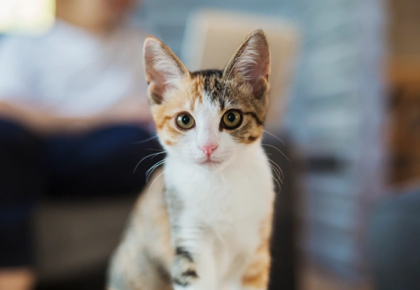 A tabby and white kitten looking directly at the camera with wide eyes in an indoor setting.