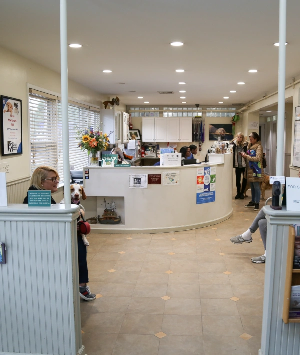 Interior view of a veterinary clinic reception area with a curved white reception desk, staff members behind the counter, waiting patients with pets, potted flowers, informational posters on the walls, and modern ceiling lighting.
