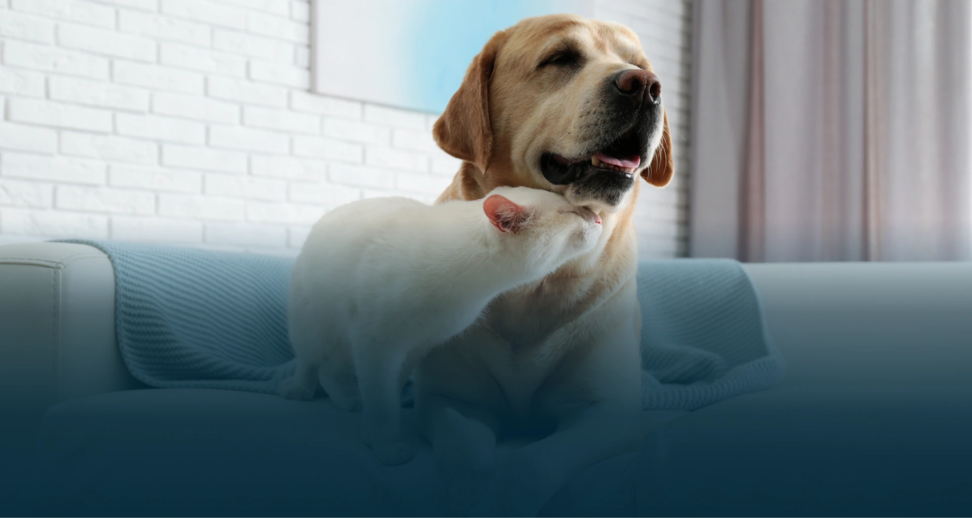 Rye Harrison Veterinary Hospital Banner
