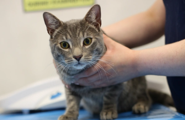 A gray tabby cat with alert yellow-green eyes being gently held by a person's hands during what appears to be a veterinary examination, with a blue medical scale visible in the background.