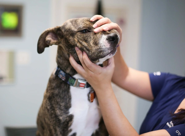 A person in a blue shirt gently holds a brindle dog’s head, possibly for an examination, in an indoor setting.
