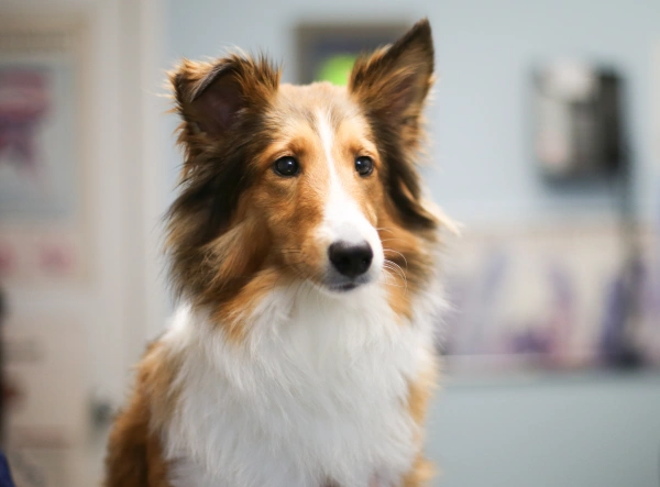 A brown and white Rough Collie dog with alert ears and gentle expression in a veterinary clinic setting with blurred background