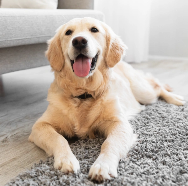 A golden Labrador Retriever with tongue out, lying on a gray rug indoors with a gray sofa in the background.