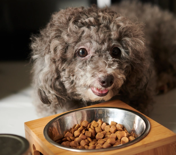 A brown curly-haired dog sitting in front of a wooden bowl filled with kibble on a tiled floor.