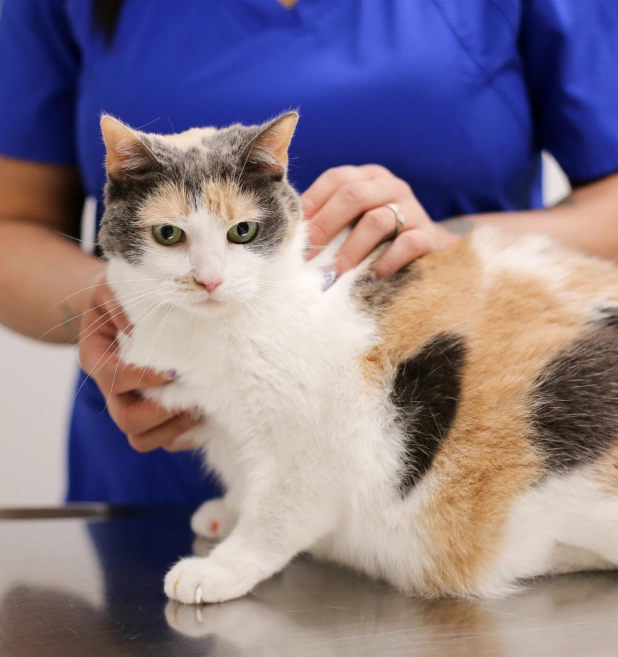 A calico cat being examined by a veterinarian in a blue medical coat who is gently palpating the cat's body on an examination table.