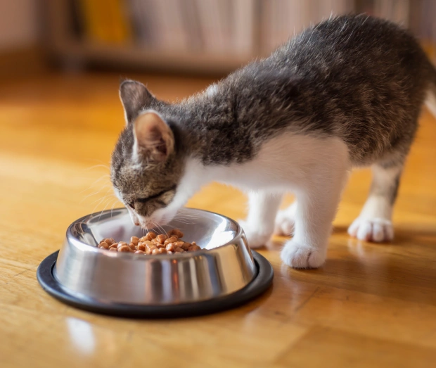 A tabby and white kitten eating from a stainless steel bowl on a wooden floor indoors.