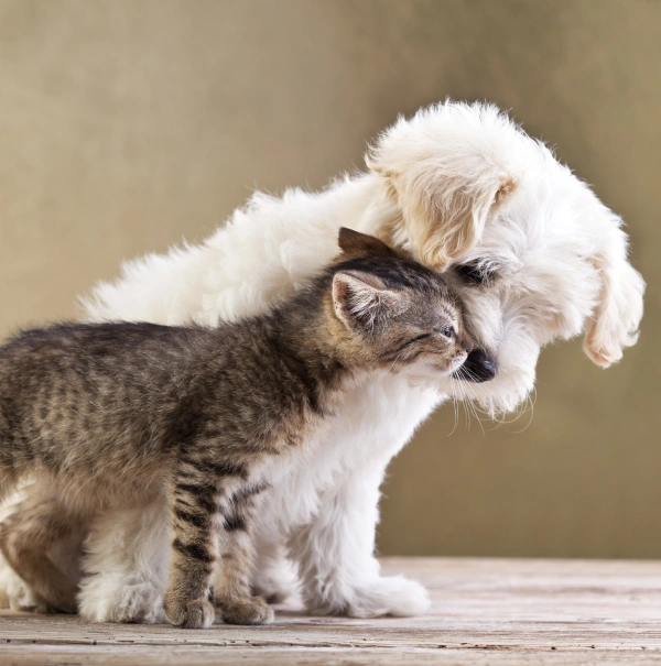 A tabby kitten and a white fluffy puppy touching noses affectionately on a wooden surface against a neutral beige background.