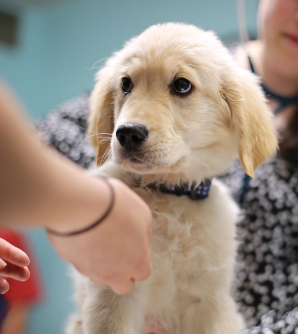 Puppy & Kitten Wellness Exams & Vaccinations