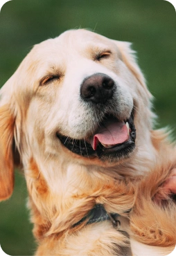 A happy golden retriever dog smiling with eyes closed, enjoying a sunny day outdoors, showcasing its joyful expression.