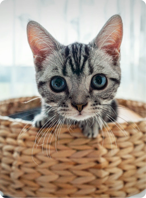 A curious gray tabby kitten with big blue eyes peeking out from a woven basket, showcasing its playful and adorable nature.