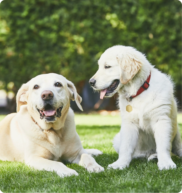 Two happy dogs, a Labrador and a Golden Retriever, relaxing on green grass in a sunny garden, showcasing their playful friendship.