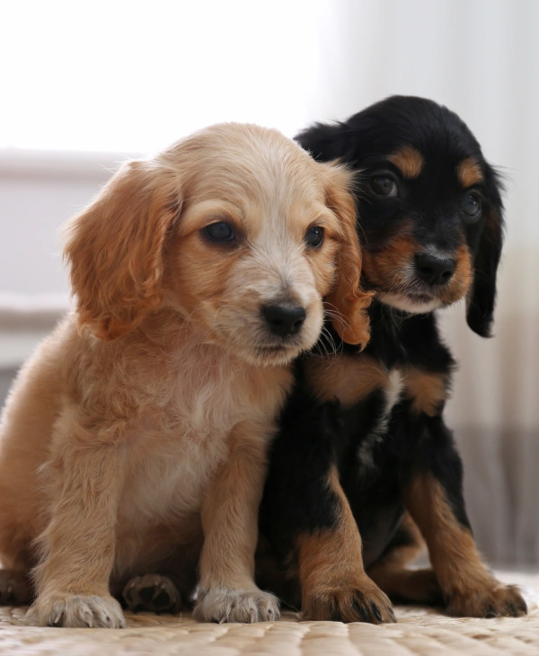 Two adorable puppies sit closely on a soft, beige surface. One is light brown, and the other is black with tan markings. They appear calm and content.