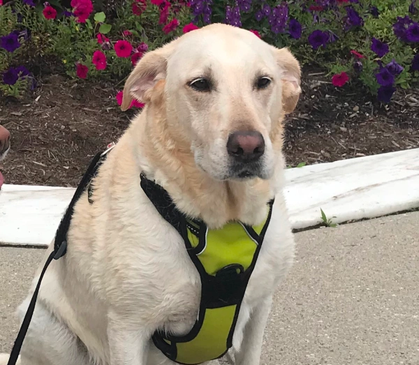 An older white Labrador Retriever wearing a yellow and black harness, sitting outdoors on pavement with vibrant pink and purple flowers blooming in the background.