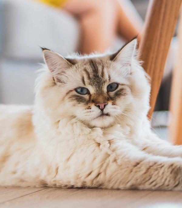 A cream and tabby cat with white markings resting on a wooden chair with a person's hands visible in the background.