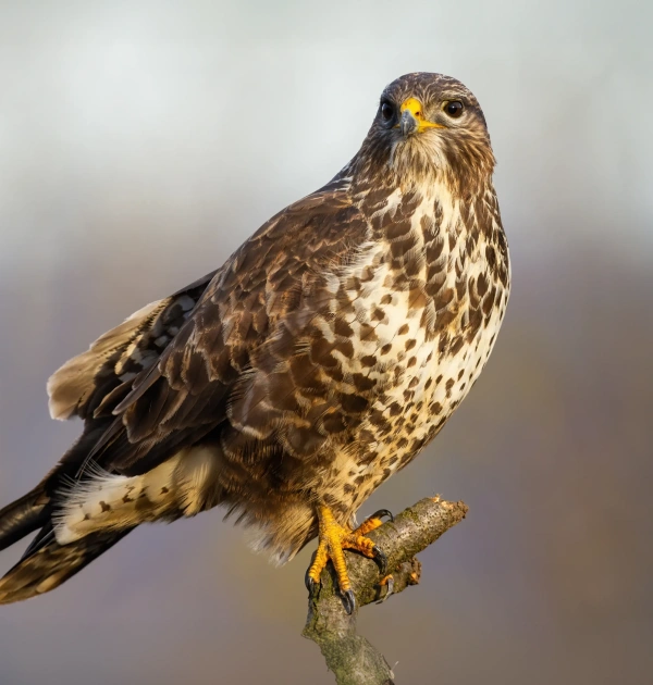 Supporting Wildlife in Your Community
