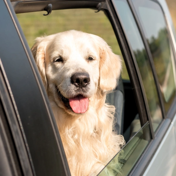 A cream-colored Labrador Retriever looking out a car window with tongue out, with green landscape visible in the background.