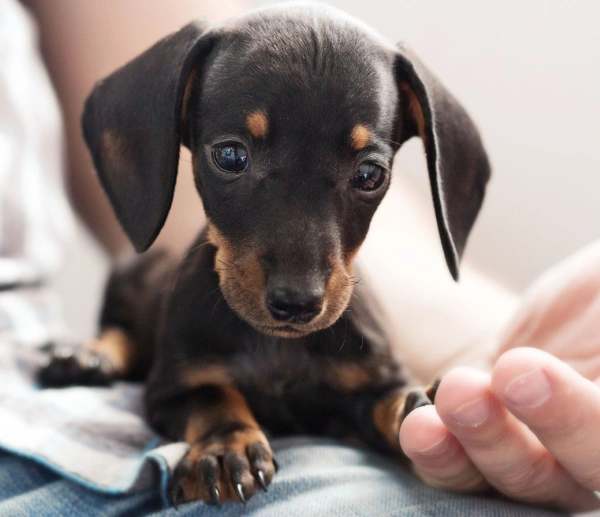 A black and tan Dachshund puppy looking up at the camera while being held by a person's hands.