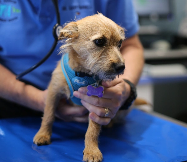 Fast Action When Your Pet Needs Help