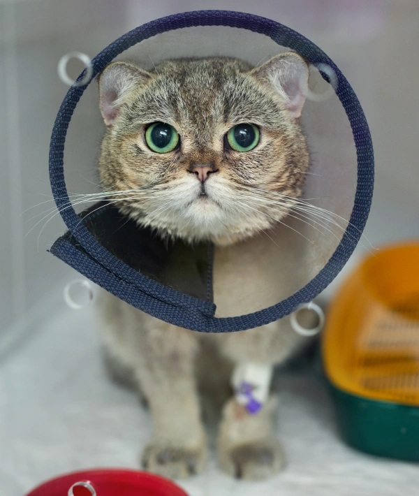 A gray tabby cat wearing a blue protective Elizabethan collar (cone) after surgery, looking directly at the camera with alert green eyes.