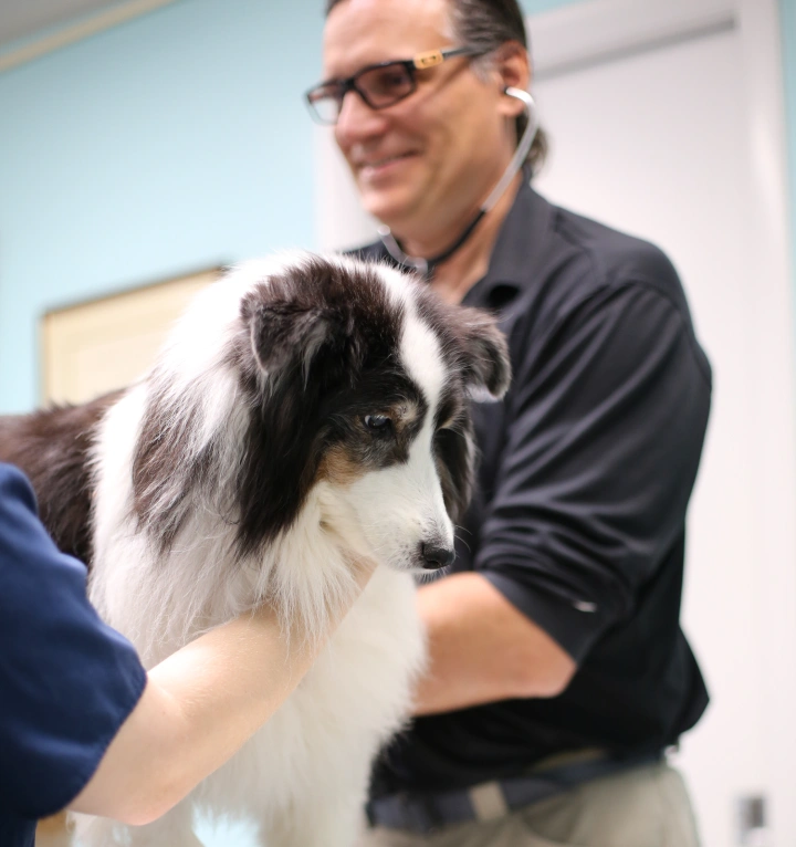We Are Excited to Meet You & Your Pets