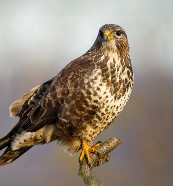 Helping Wildlife in Your Community