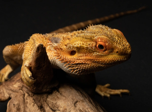A yellow and orange bearded dragon perched on a branch against a dark background, showing detailed scales and facial features.